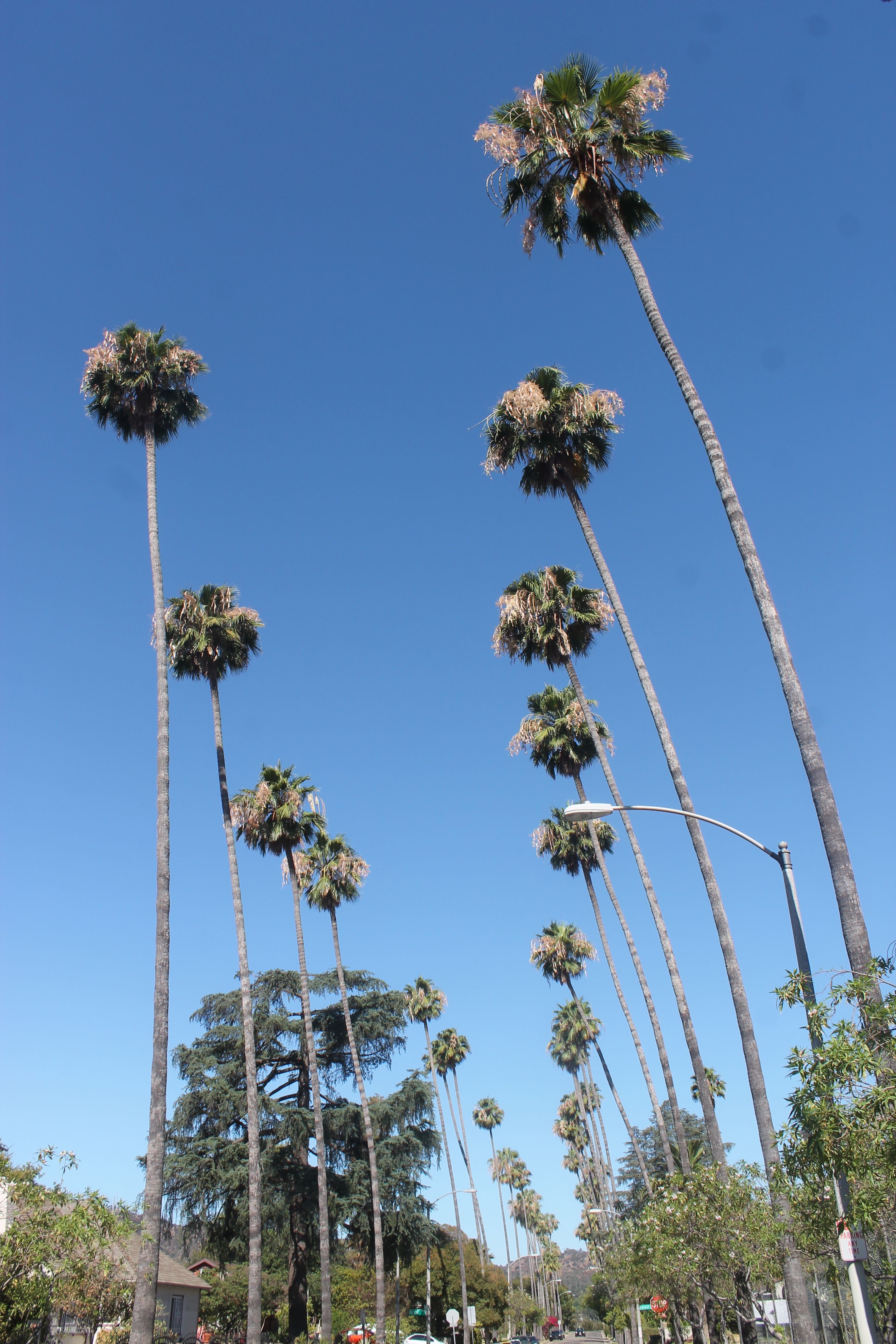 Mexican Fan Palm, *Washingtonia robusta* H. Wendl., Palm Family ...