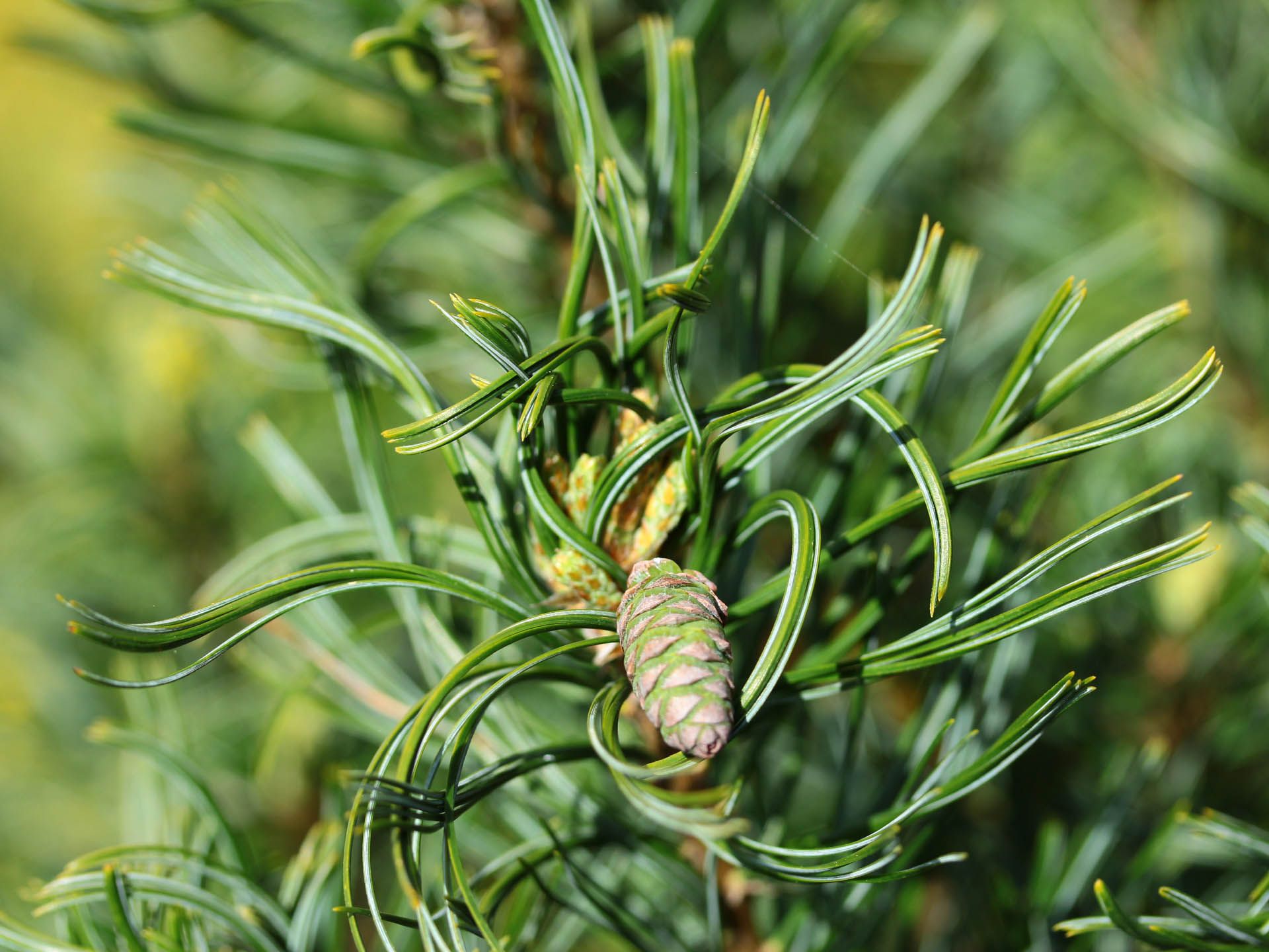 White Pine The Ethnobotanical Assembly